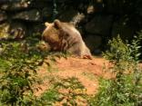 medveď hnedý3 f.parobok.jpg